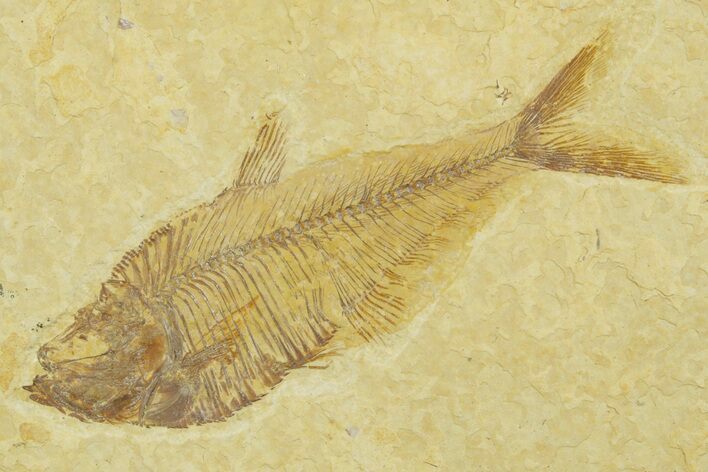 Detailed Fossil Fish (Diplomystus) - Wyoming #369443